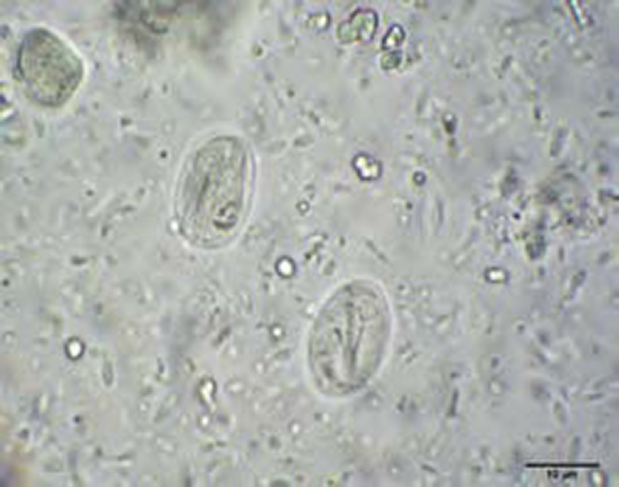 giardia macskákban