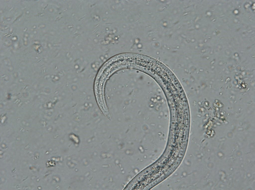 Lungworms - Troccap